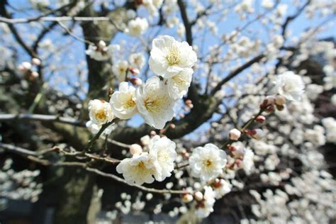 八掛梅|梅護寺の八房の梅｜新潟の観光スポット｜【公式】新潟県のおす 